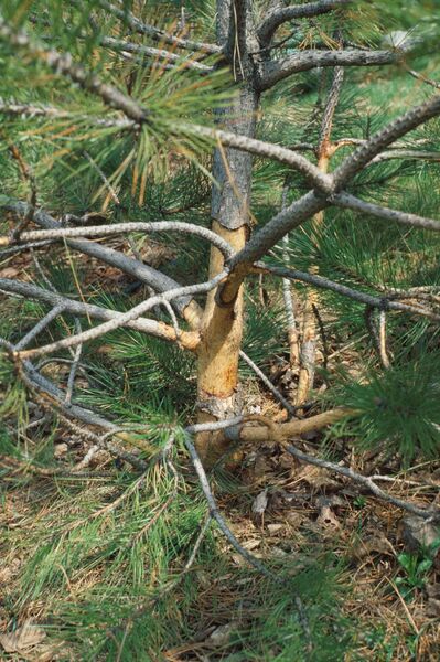Un jeune pin rouge (<em>Pinus resinosa</em>) dont l'écorce a été arraché par un campagnol des champs (<em>Microtus pennsylvanicus</em>).