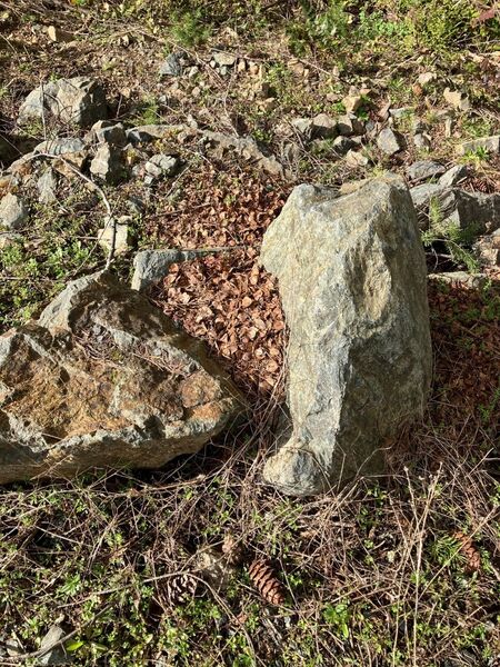 Un tertre d'écureuil roux (cachette de nourriture).