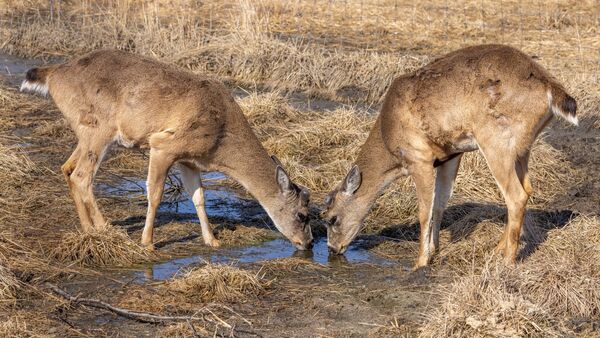 Le cerf de Sitka (<em>Odocoileus hemionus </em>sous-espèce <em>sitkensis).</em>