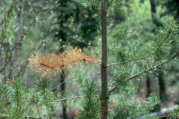 Dommages causés par les écureuils sur un rameau de pin gris (<em>Pinus banksiana</em>).