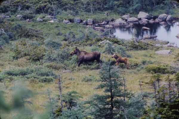 Une femelle orignal (Alces alces) avec son petit.
