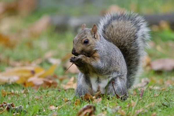 Un écureuil gris (<em>Sciurus carolinensis</em>).