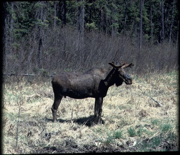 Orignal (Alces alces).