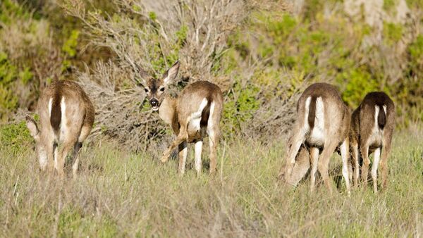 Cerf à queue noire de Colombie (<em>Odocoileus hemionus </em>sous-espèce <em>columbianus).</em>