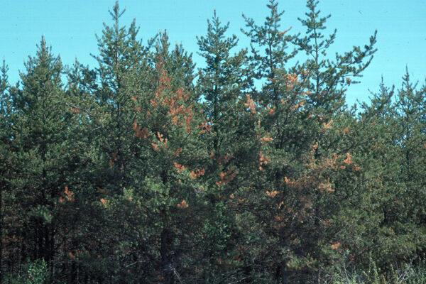 Dommages causés par les écureuils sur les pins gris (<em>Pinus banksiana</em>).