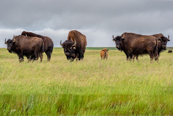 Bison des prairies (<em>Bison bison </em>sous-espèce <em>bison).</em>