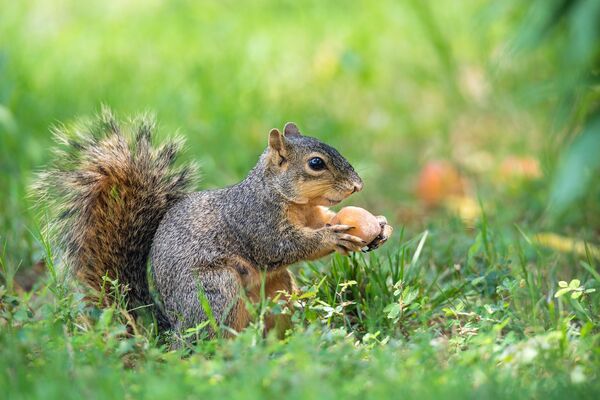 Un écureuil fauve (<em>Sciurus niger</em>).