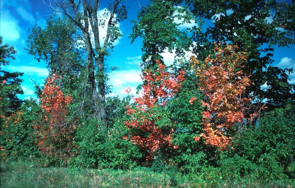 Plusieurs jeunes arbres feuillus situés le long d’une clôture de champ qui ont été tués par des campagnols des champs (<em>Microtus pennsylvanicus</em>).