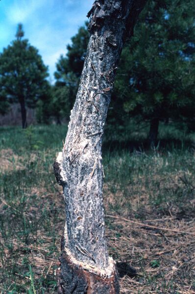 Un pin sylvestre (<em>Pinus sylvestris</em>) dont l'écorce a été arrachée près de la base par un campagnol des champs (<em>Microtus pennsylvanicus</em>).