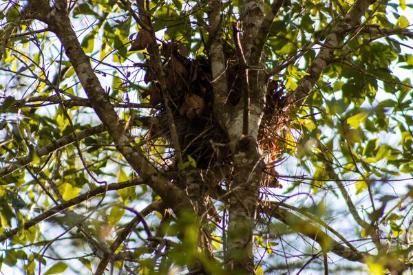 Un nid d'écureuil dans un arbre.
