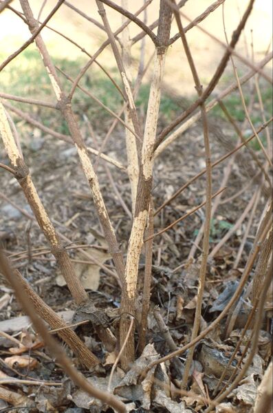 Lilas commun dont l'écorce a été arraché par un campagnol des champs (<em>Microtus pennsylvanicus</em>).