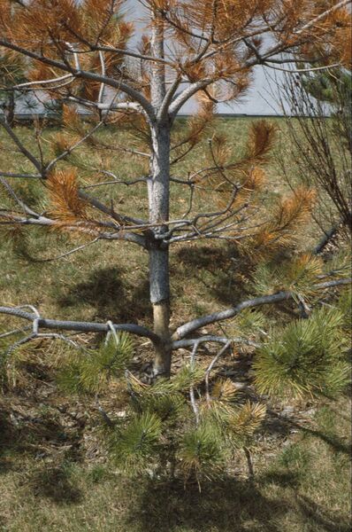 Écorce d’un pin rouge (<em>Pinus resinosa</em>) immature, entaillée par un campagnol des champs (<em>Microtus pennsylvanicus</em>).