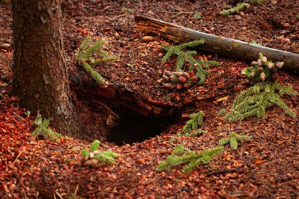 Un tertre dans une forêt de conifères. 