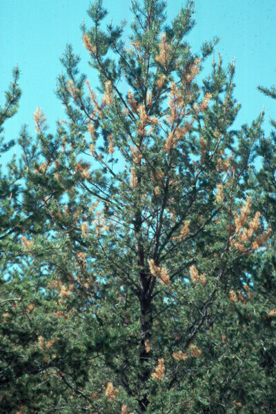 Dommages causés par les écureuils sur un pin gris (<em>Pinus banksiana</em>).