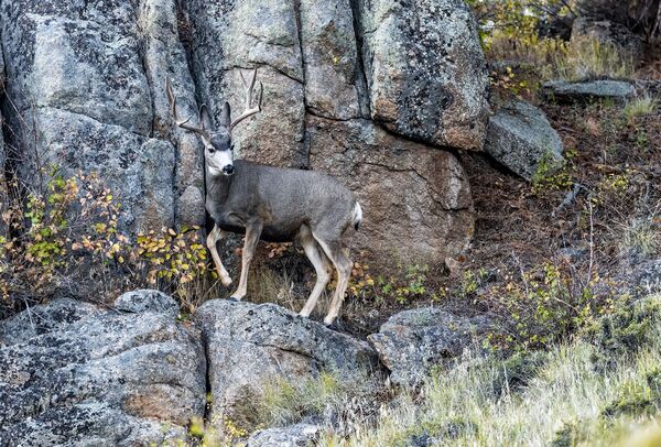 Cerf mulet des montagnes Rocheuses (<em>Odocoileus hemionus</em> sous-espèce <em>hemionus</em>).