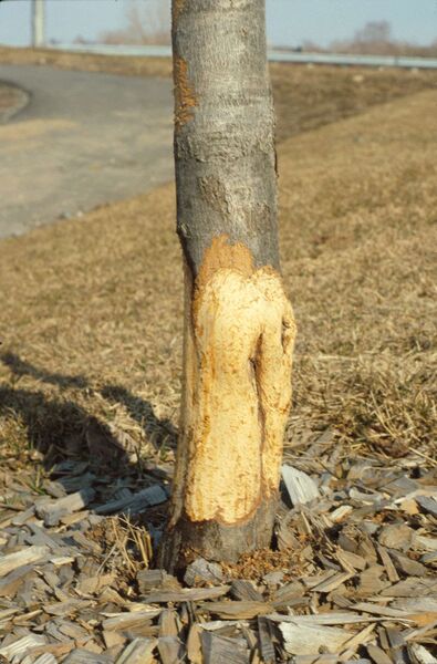 Écorce arrachée à un érable de Norvège (<em>Acer platanoides</em>) ornemental par un campagnol des champs (<em>Microtus pennsylvanicus</em>).