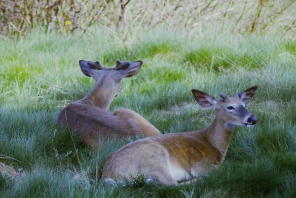 Un cerf de Virginie (Odocoileus virginianus) au repos.