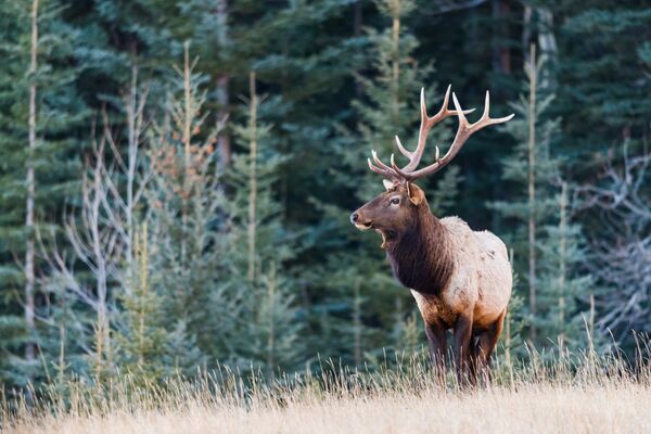 Wapiti (<em>Cervus canadensis).</em>