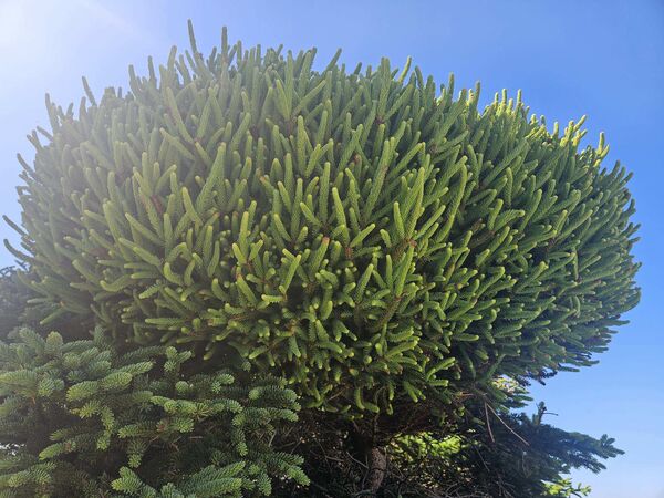 Gros plan sur un balai de sorcière sur un épinette blanche (<em>Picea glauca</em>). Ce phénomène est causé par une infection par le faux-gui de l'est (<em>Arceuthobium pusillum</em>), qui provoque une ramification excessive chez l’hôte. Felix Cove, T.-N.-L.