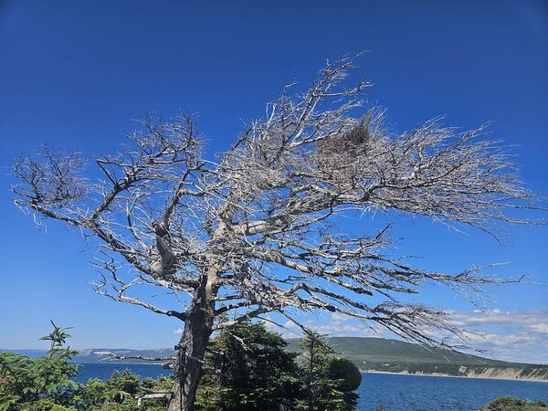 Épicéa (<em>Picea</em>) mort, sur lequel on distingue un balai de sorcière parmi les branches.