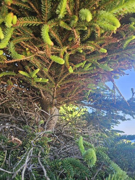 La face inférieure d’un balai de sorcière. Ce phénomène est causé par une infection du faux-gui de l'est (<em>Arceuthobium pusillum</em>) sur l’épinette blanche (<em>Picea glauca</em>). Felix Cove, T.-N.-L.