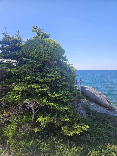 Une « balai de sorcière » s’est formée sur un épinette blanche (<em>Picea glauca</em>) à la suite d’une infection par le faux-gui de l'est (<em>Arceuthobium pusillum</em>). On peut observer une ramification excessive près de la cime de l’arbre hôte. Felix Cove, T.-N.-L.