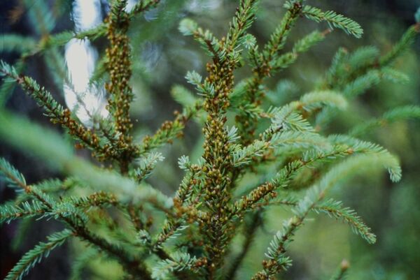 Infection par le Faux-gui de l'est (<em>Arceuthobium pusillum</em>) sur une épinette noire (<em>Picea mariana</em>).